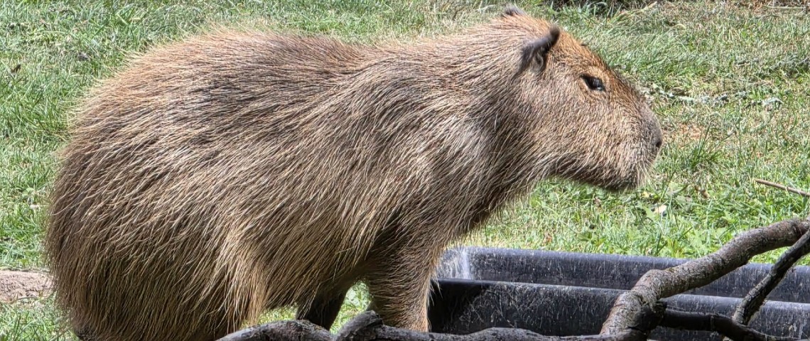 A capybara at Yorkshire Wildlife Park